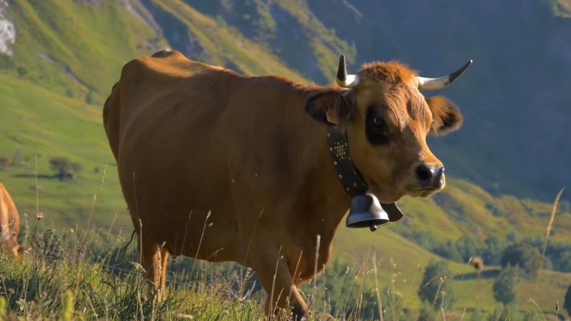 DJ Matafan fait tintinnabuler Les Cloches des vaches !
