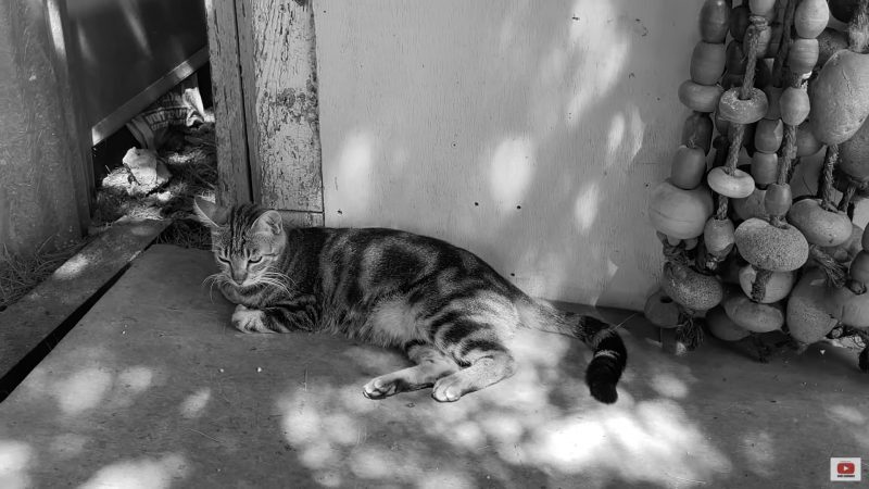 Nouvel hommage au grand Georges (Brassens)