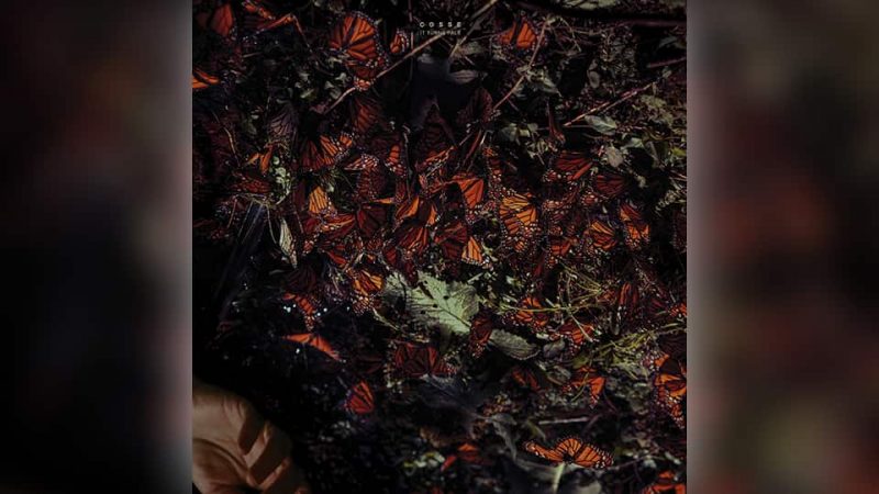 Cosse : It Turns Pale [ALBUM]