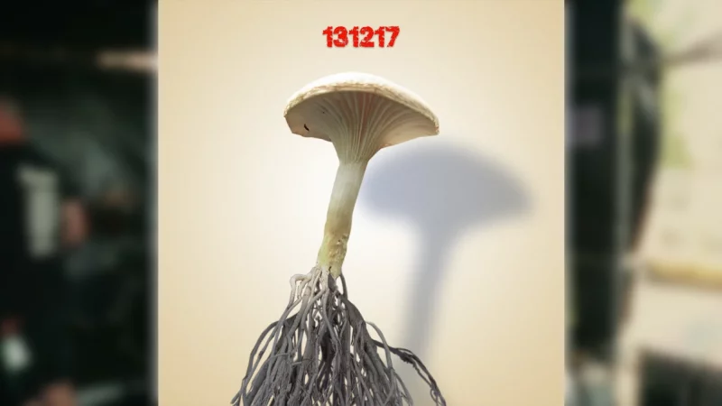 Sex Shop Mushrooms : 131217 [CLIP]