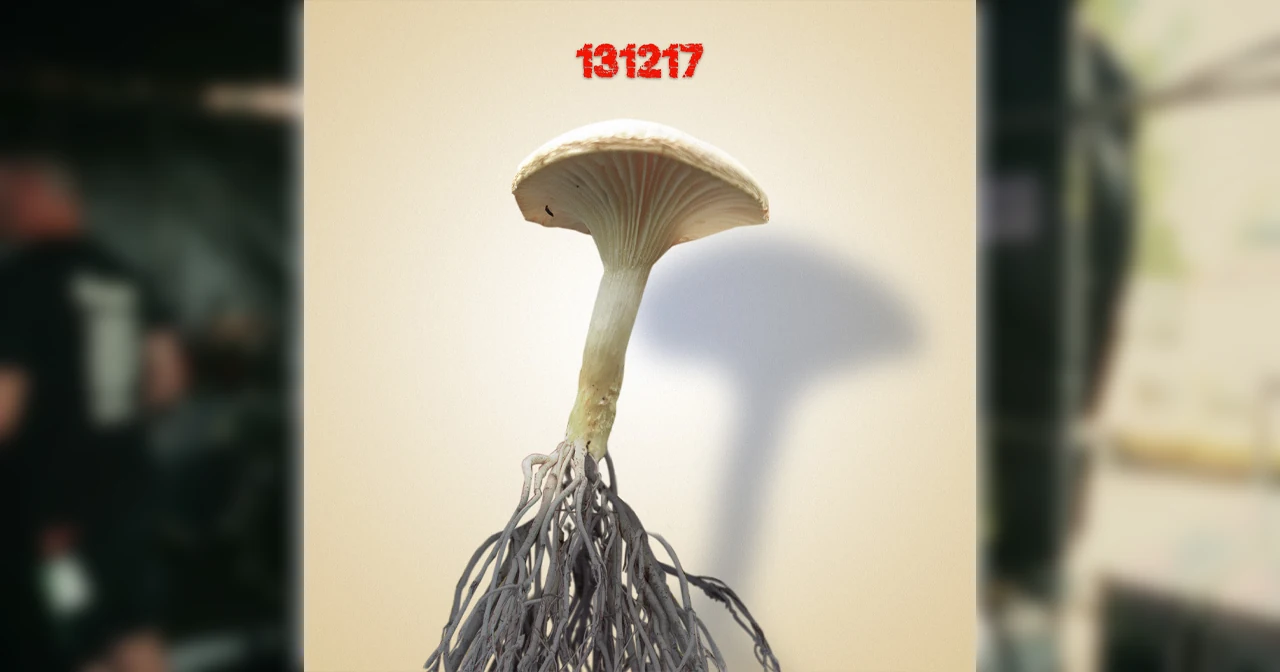 Sex Shop Mushrooms : 131217 [CLIP]